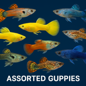 Premium Assorted Guppies